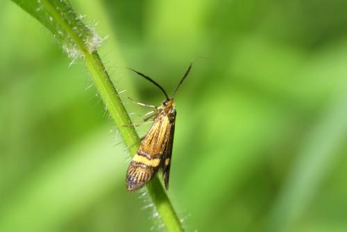Réf. 206 257 : Nemophora degeerella